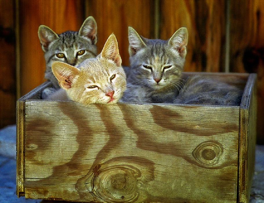 three-little-kittens.jpg