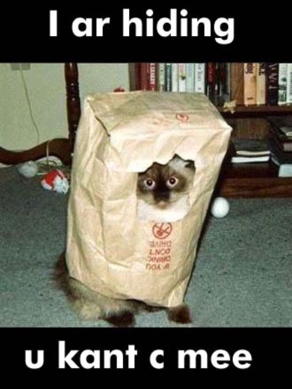 01-cat-i-ar-hiding-cat-in-a-bag.jpg