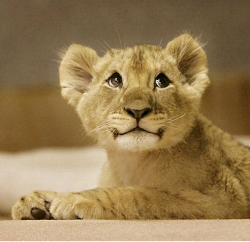 01-cute-lion-cub-e1290314985377.jpg