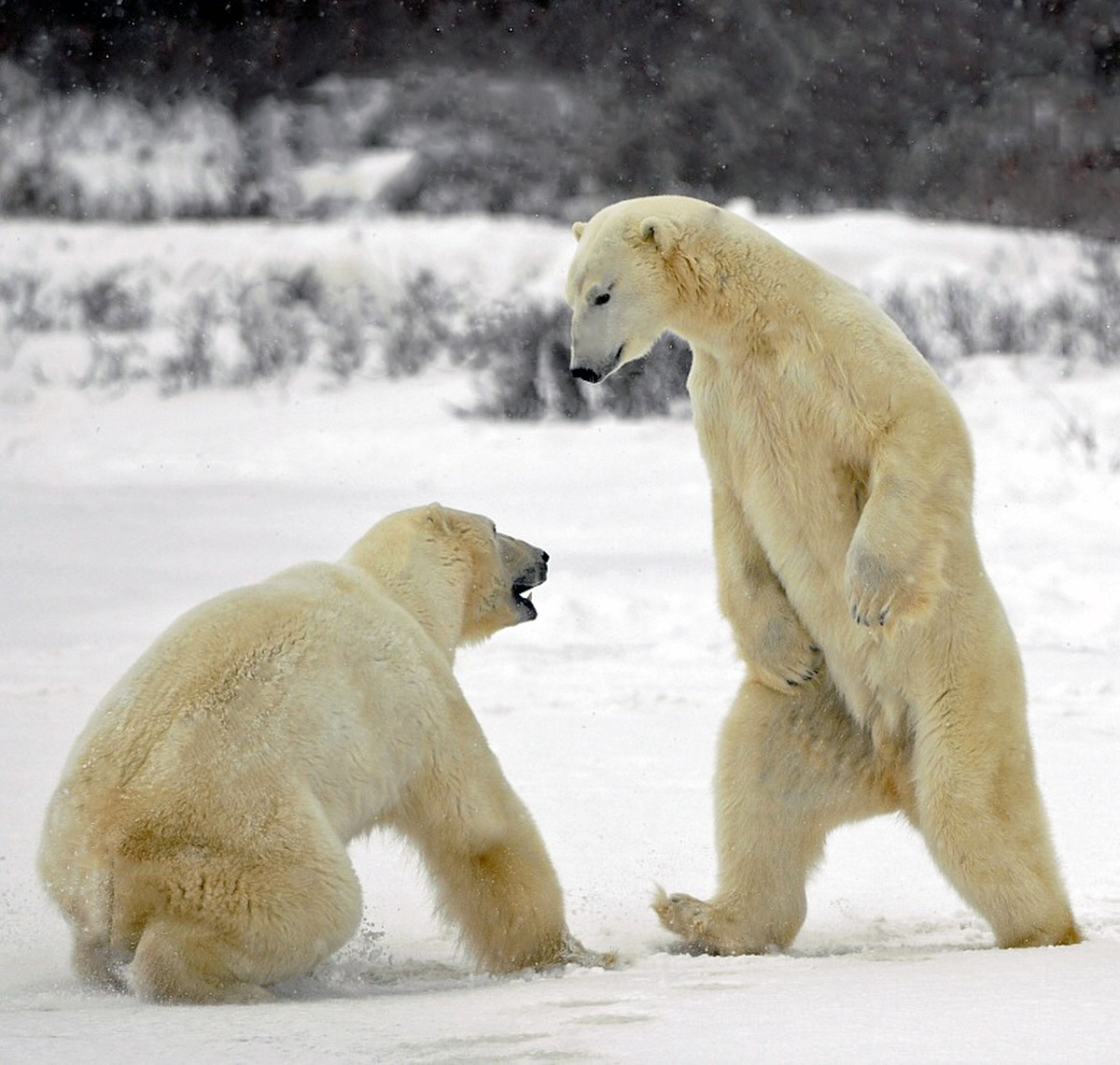 http://02varvara.files.wordpress.com/2012/08/00a-russian-polar-bear-fight-08-12.jpg