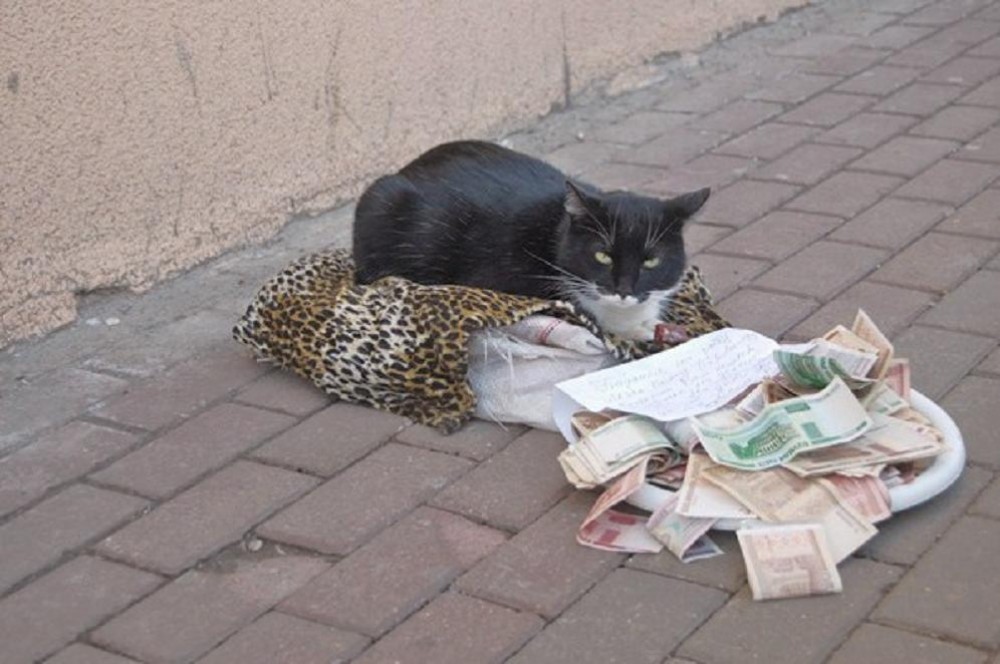 01-cat-with-russian-money-e1282509937215