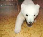 00h Polar Bear Cub Chukotka 01.12