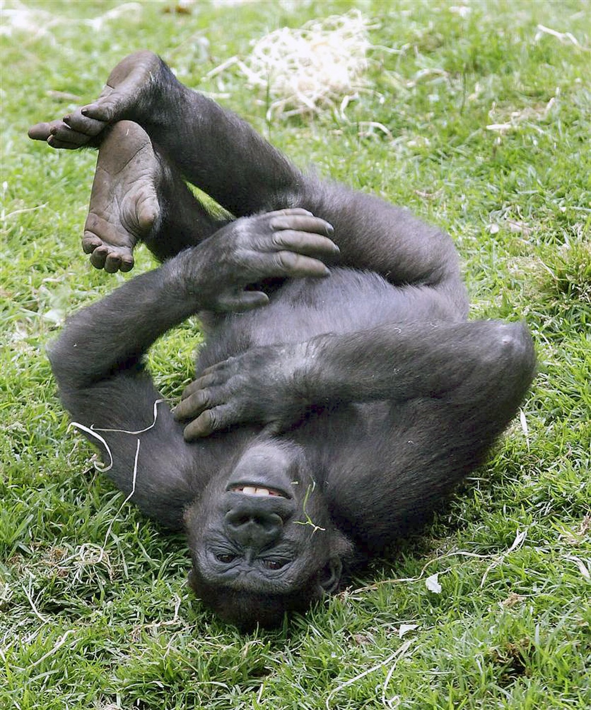 00-0d-laughing-animals-08-06-12-gorilla.jpg