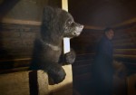 00.01d Bear Rescue Station. Tver Oblast