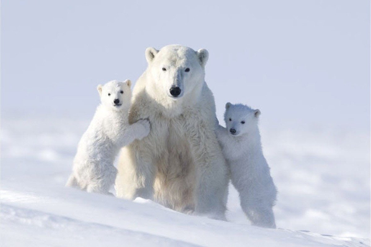 00b-russian-polar-bear-fight-08-12.jpg