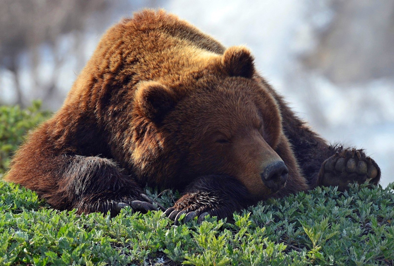 Медведь. Бурый медведь. Бурый медведь Брянской области. Медведь Хабаровского края. Отряд Хищные бурый медведь.