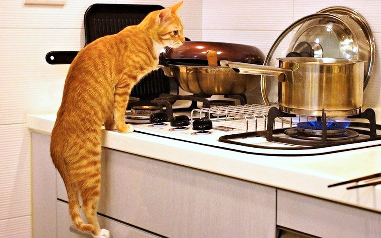 Image result for cat in kitchen
