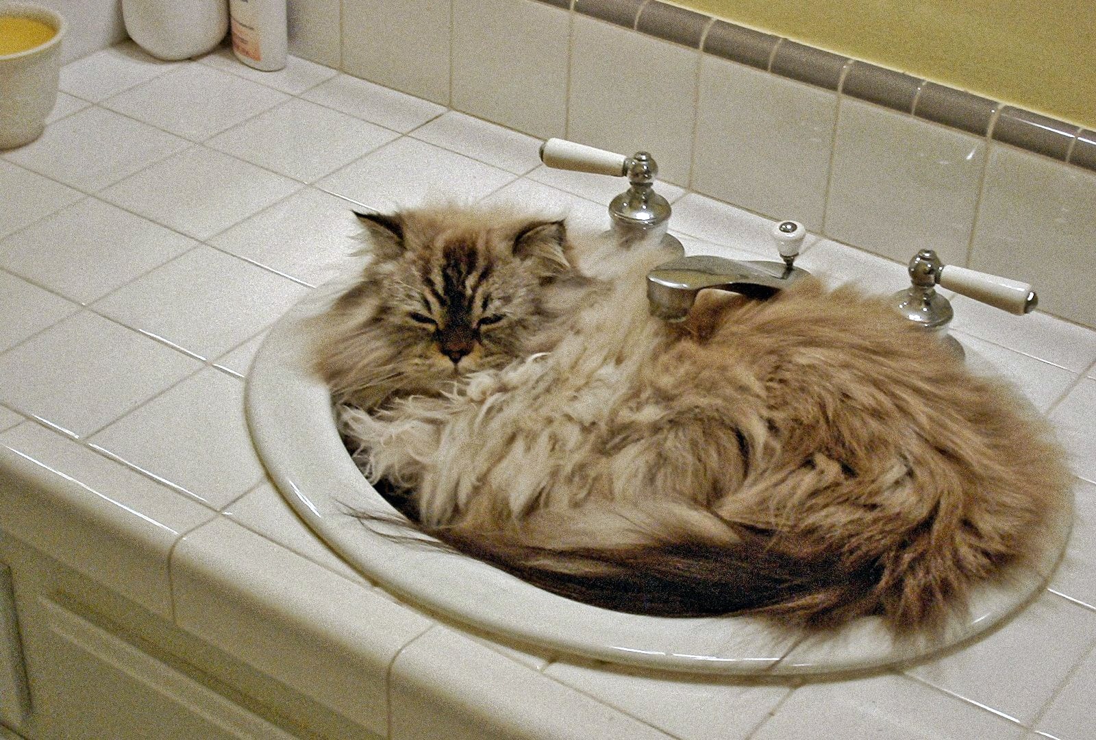 00 cat in the sink. 15.03.15